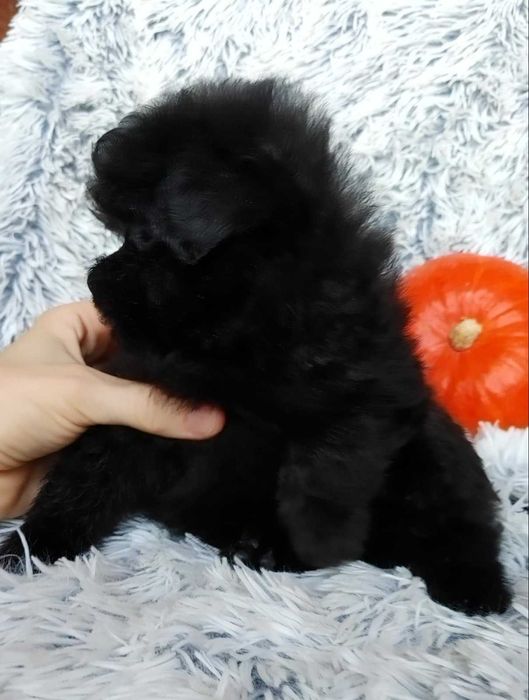 Містер Super пухнастик. Пом-а-пу преміального екстер'єру, добросердий