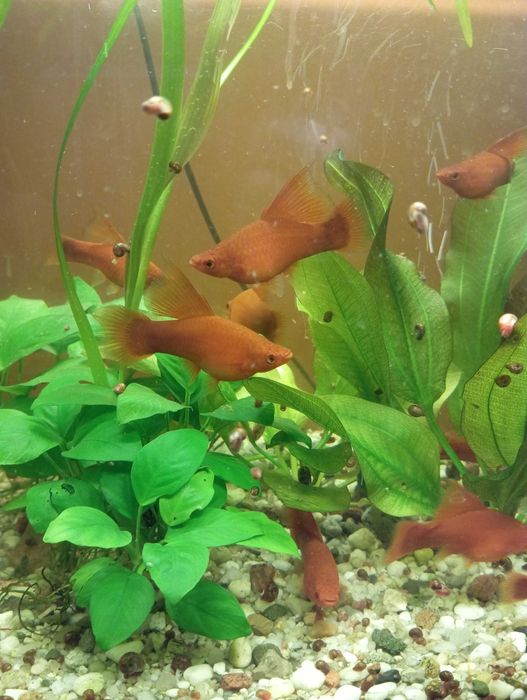 Sprzedam ładne mieczyki czerwone