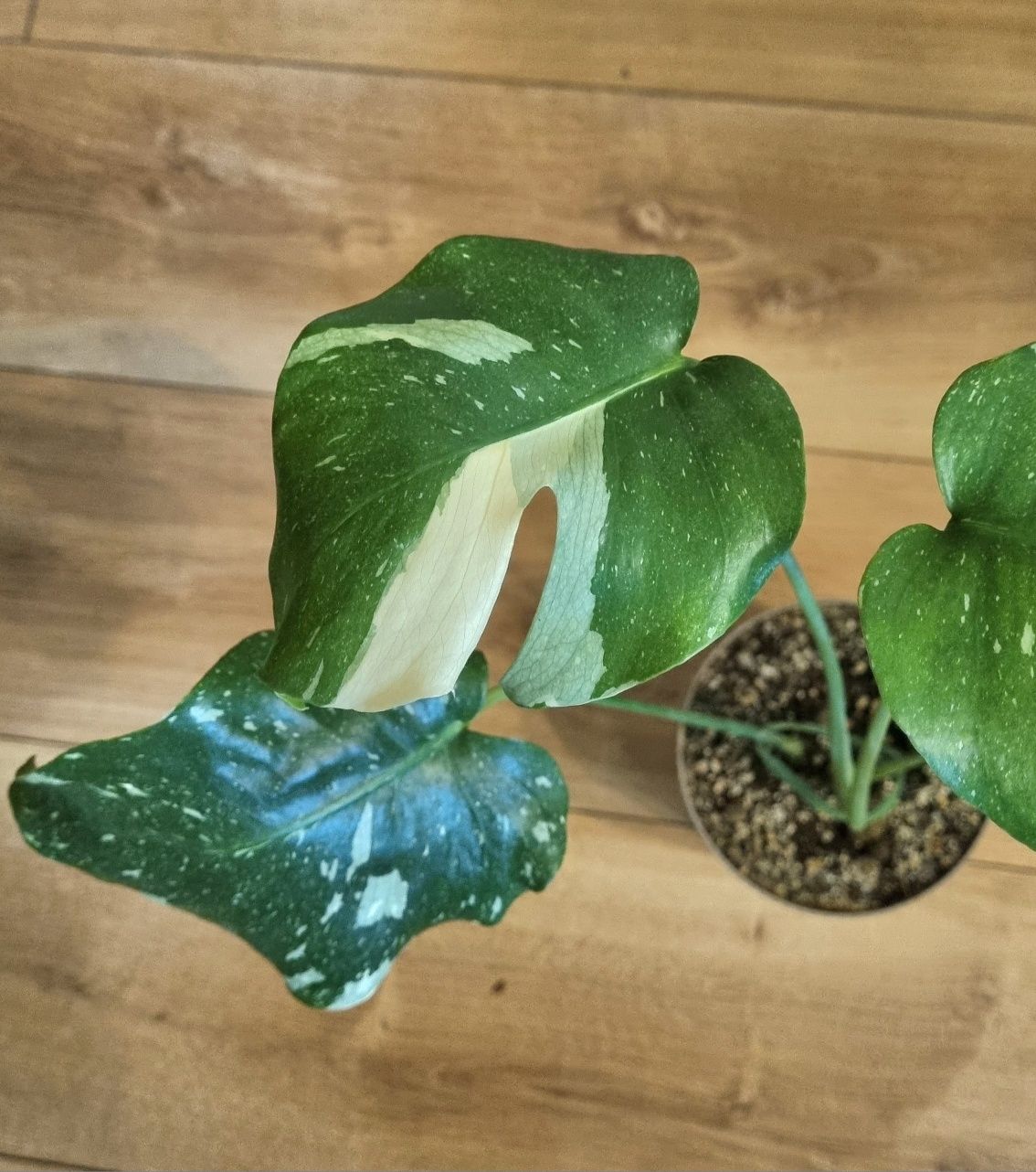 Monstera deliciosa thai constellation