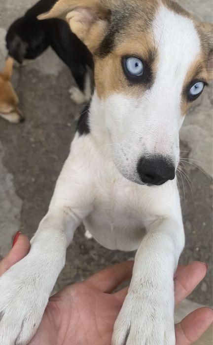 Прилаштовкється у добрі ручки !