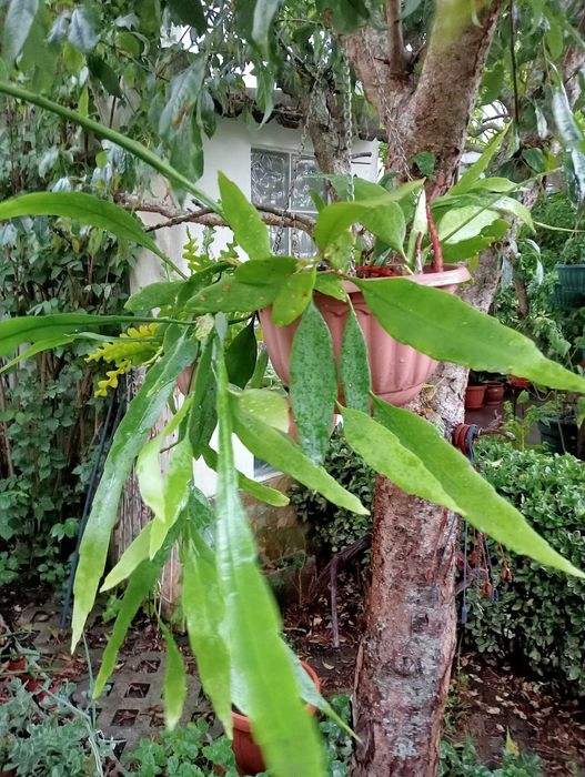 Planta dama da noite