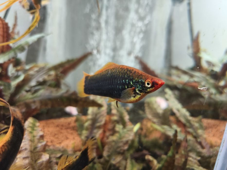 Ogromne samce Mieczyka czarne z czerwonymi grzbietami