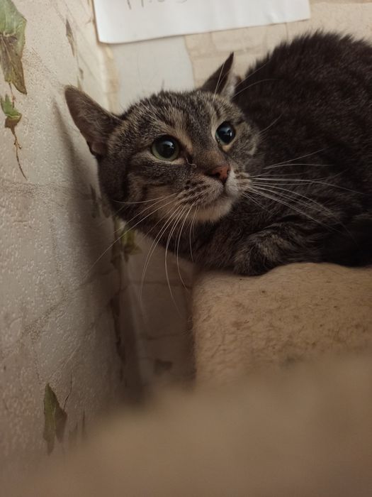 Bura Dyzia szuka domku