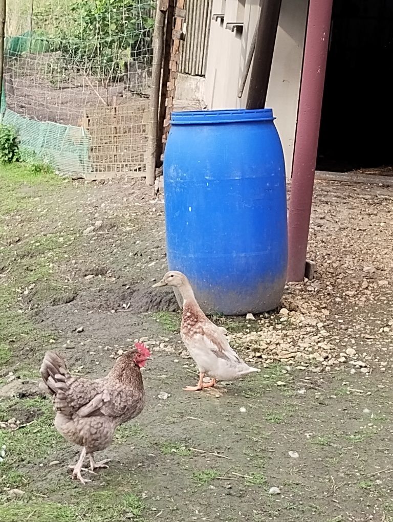 Zamienię kaczora