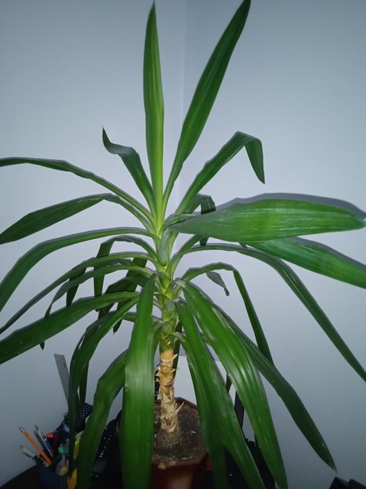 Юка, пальма 80см