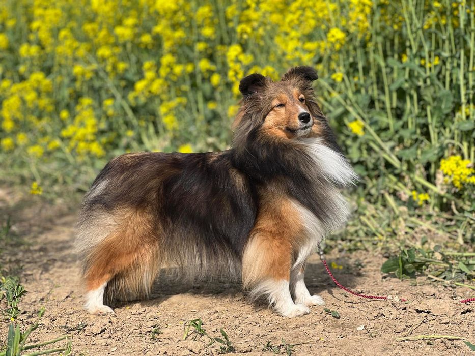 Owczarek szetlandzki sheltie szczenię ZKwP FCI
