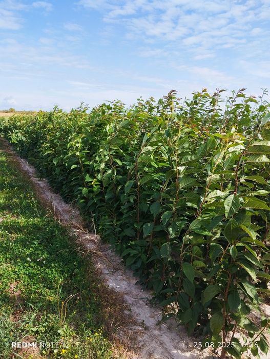 Drzewa Alejowe ,zapraszam