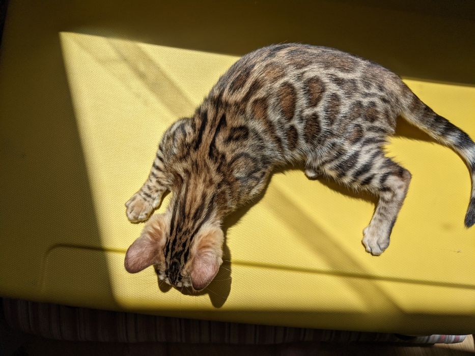 Бенгальська елітна дівчинка. Саме час!