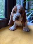 Basset Hound piesek Artem tricolor FCI