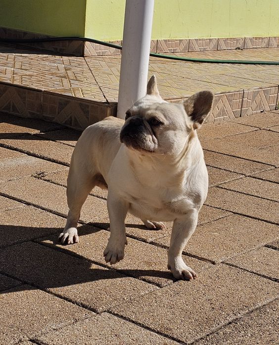 Bulldog Francês creme
