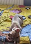 Do oddania suczka amstaff