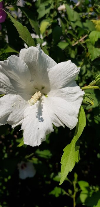 Гібіскус деревовидний, або сирійський.