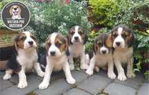 Beagle tricolor szczenię