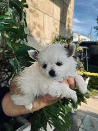 Cãozinho chihuahua com LOP