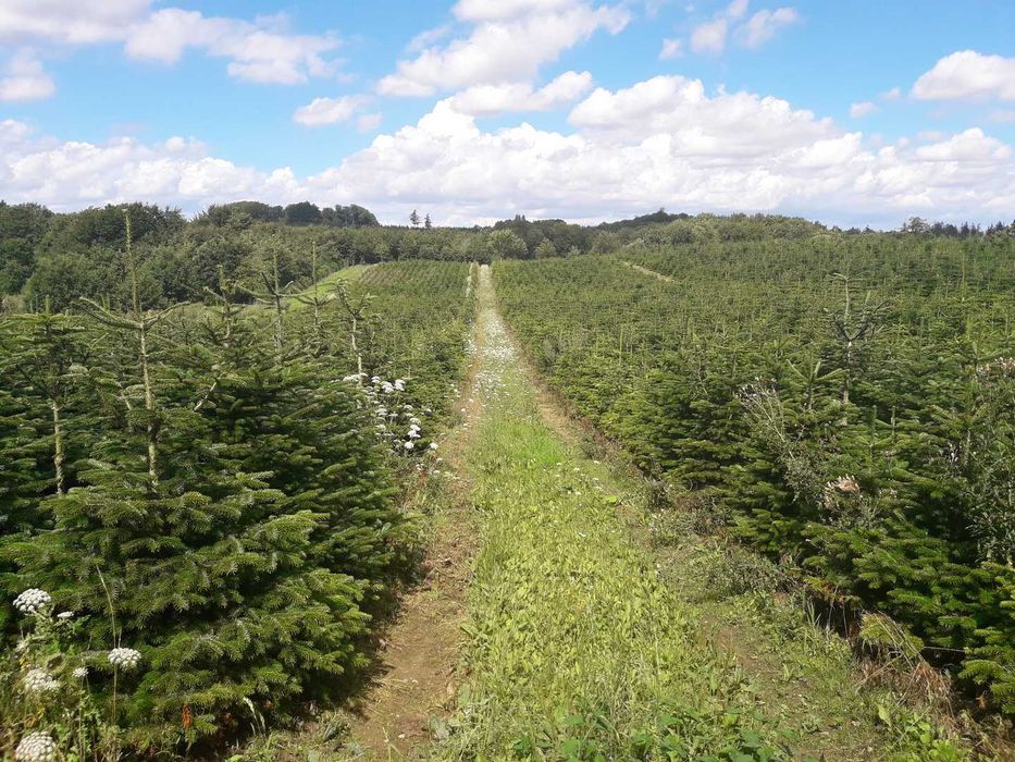 Jodła Kaukaska z plantacji cięta lub w donicy - tuchoinki.pl PLANTACJE