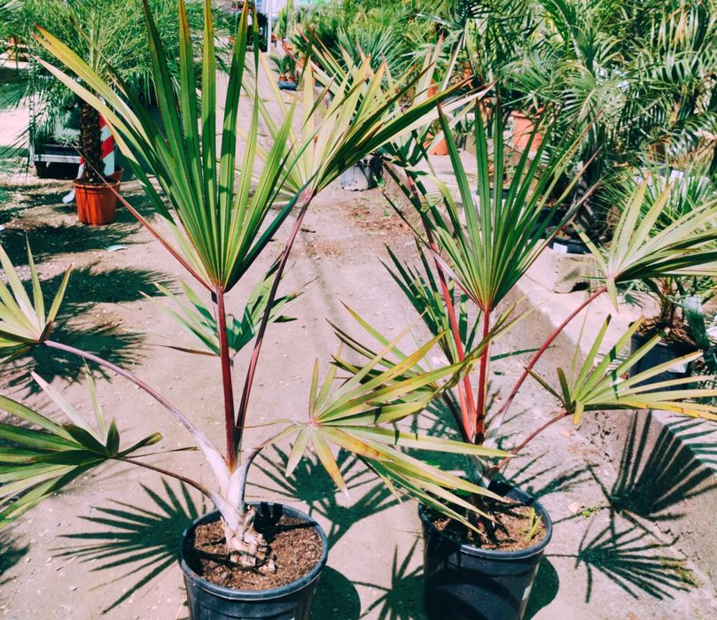 Excepcionais Latanias lontaroides, ou Latanias encarnadas