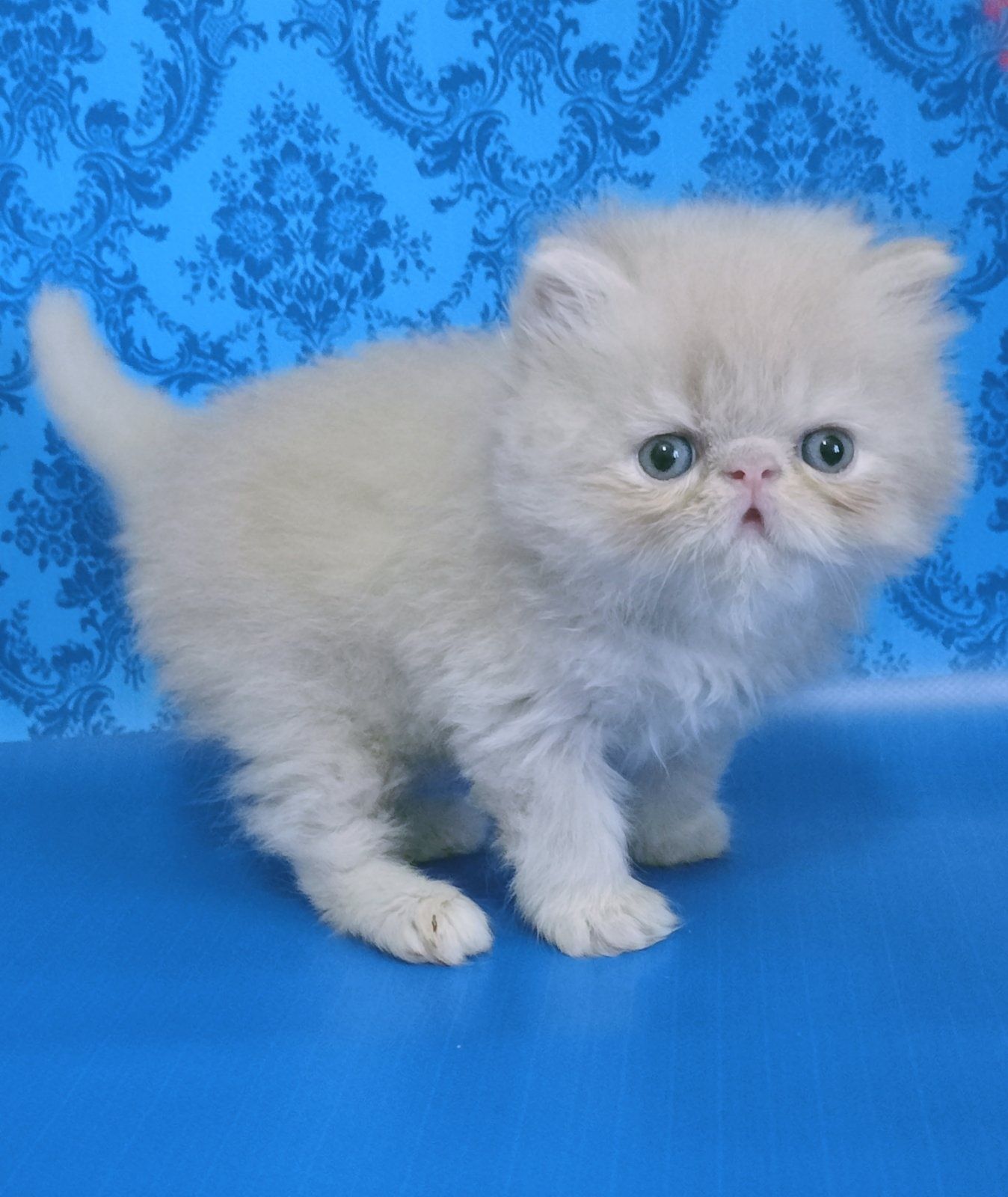 Персидське кошеня хлопчик  у розведення