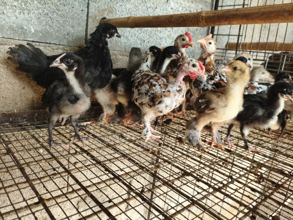 Vendo  garnizas e pintainhos Brahma
