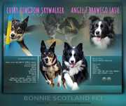 Border collie vers suka
