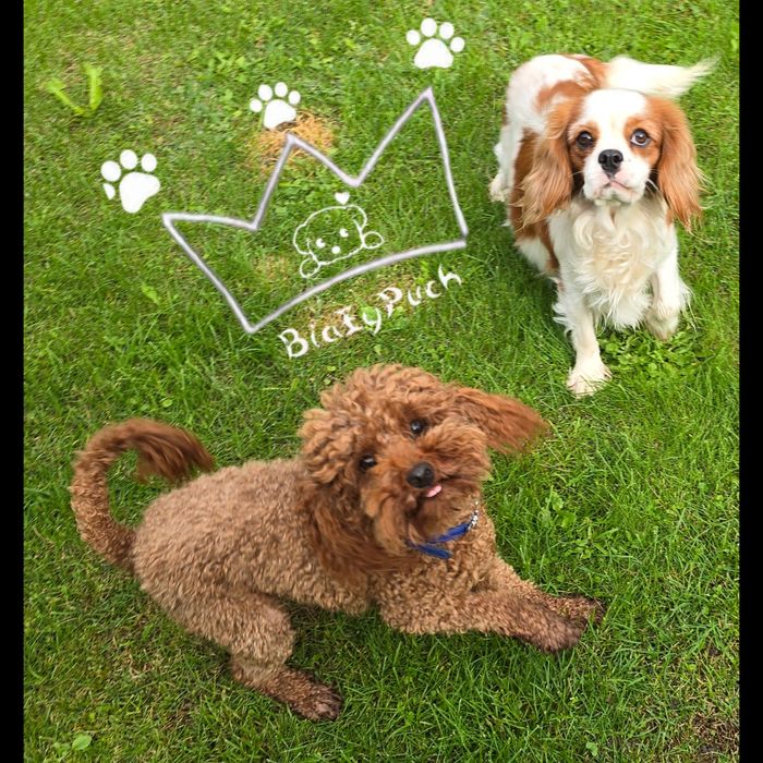 OSTATNIA Suczka Cavapoo cavadoodle pudel toy  red badania paszport wy