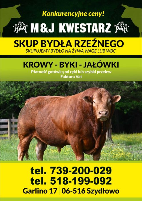 Skup Bydła Rzeźnego Byki/Krowy/Jałówki/Cielaki/Odsadki