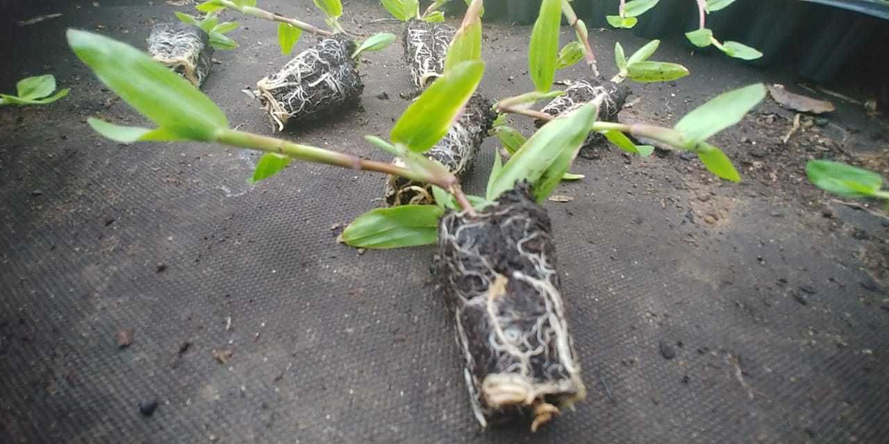 Plantação em qualquer altura do ano - grama brasileira 112 pés € 4,90*