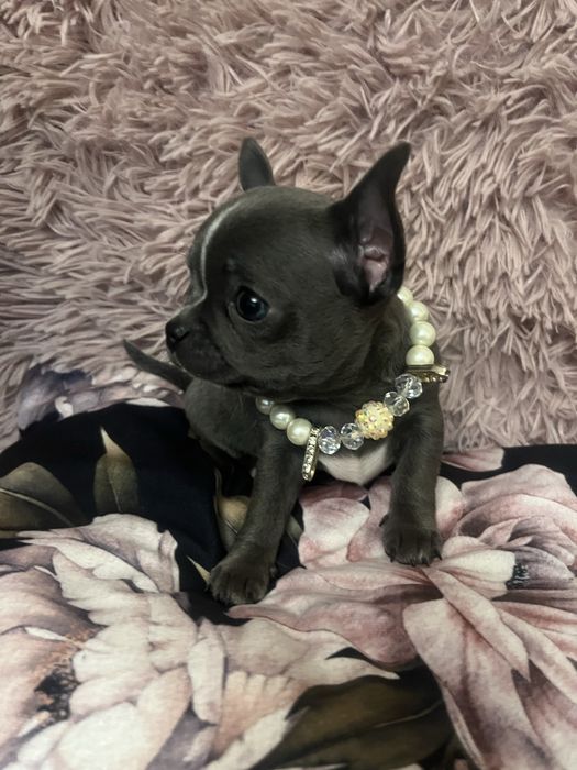 Szczeniaczek chihuahua