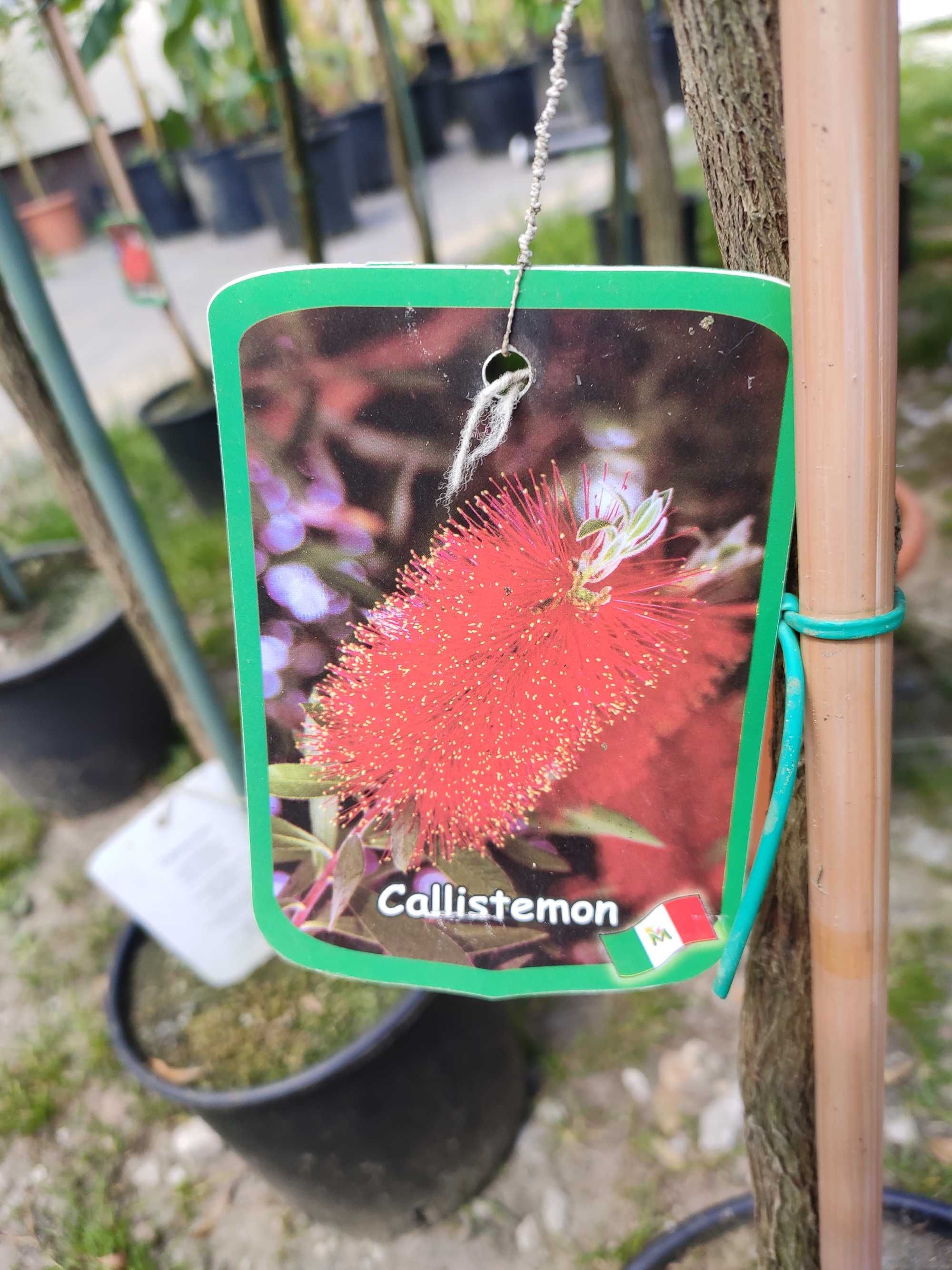 Kuflik (Kalistemon - Callistemon) DUŻY !!!