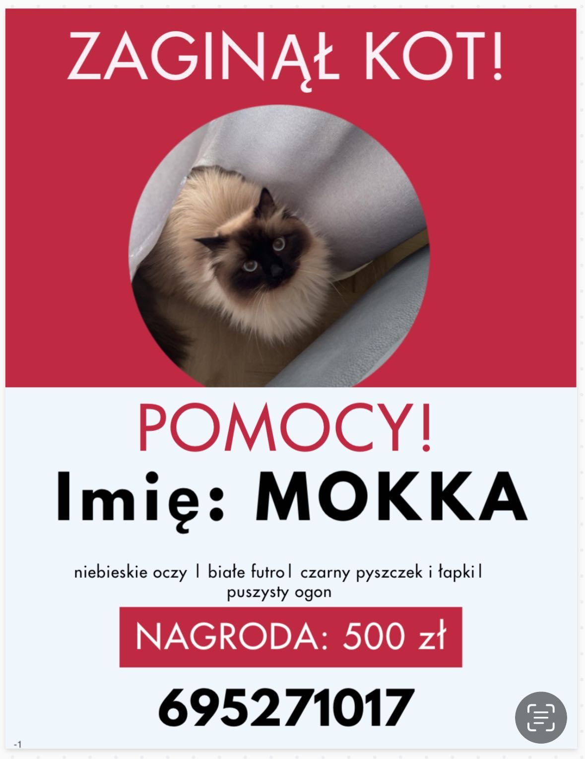ZAGINĄŁ KOT! Nagroda dla znalazcy - 500 zł