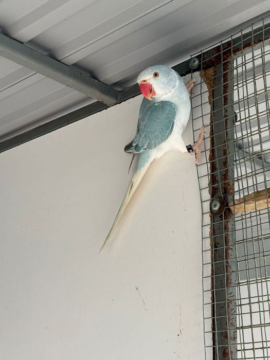 Aleksandretty obrozne