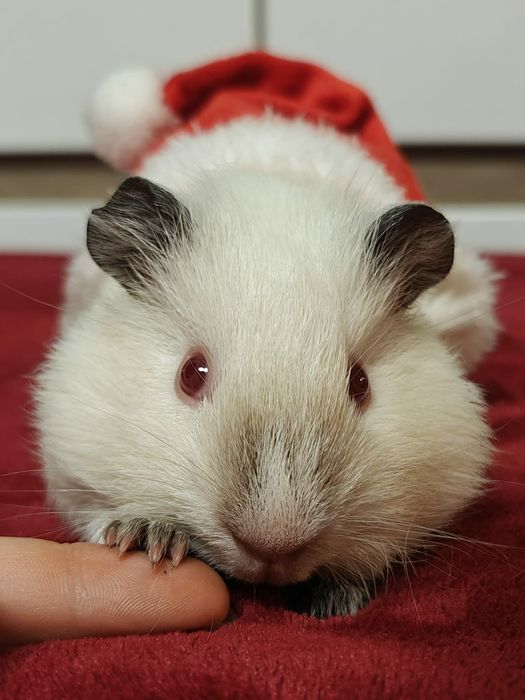 Świnka morska gładkowłosa