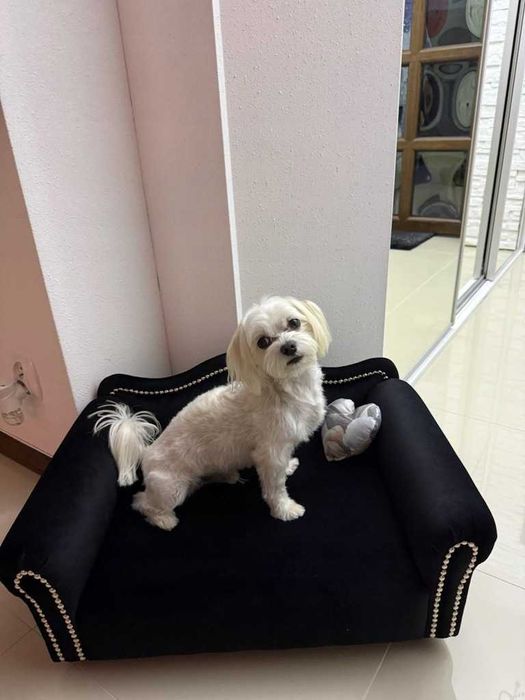 Legowisko kanapa glamour dla psa kota MALTAŃCZYK YORK KOT