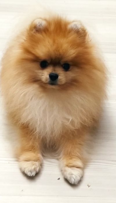 Померанский шпиц мишка вязка