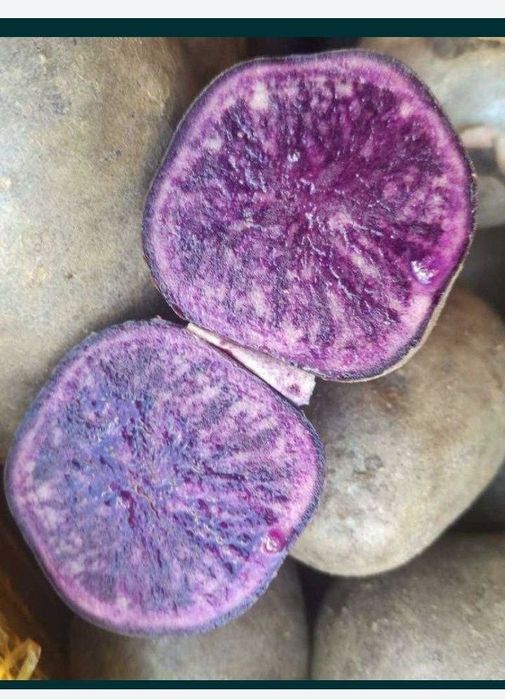 Ziemniak fioletowy Prowita 5 kg