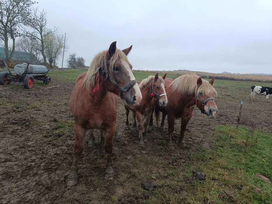 Sprzedam Konie Zimnokrwiste