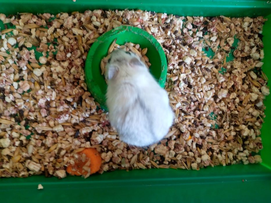 Хомячки Кременчуг