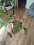 Philodendron  strawberry shake