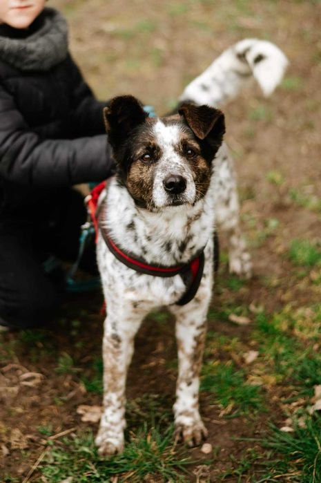 Kropek cudowna pies do adopcji