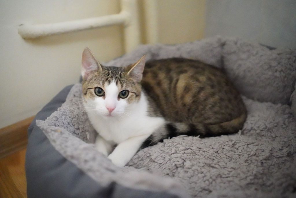 Urocze kociaki do adopcji