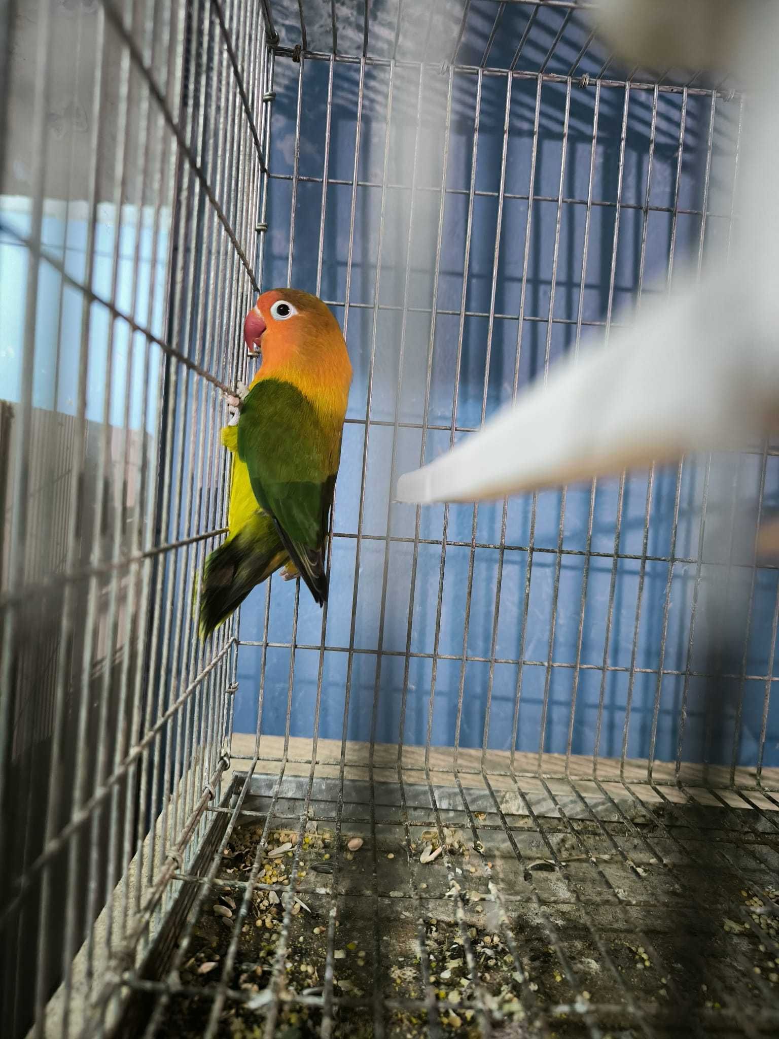 Casal Agapornis Fischer
