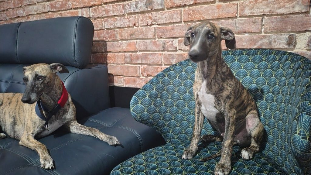 Whippet FCI piesek