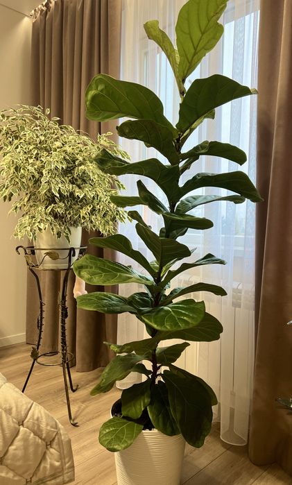 Фікус Лірата 180 см. висота