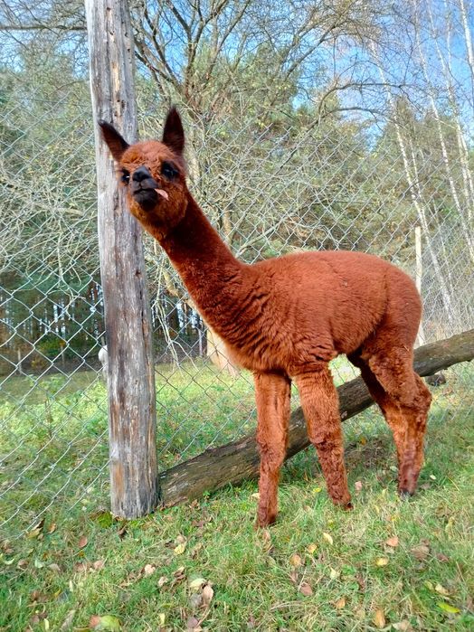 Sprzedam młodego samca alpakę