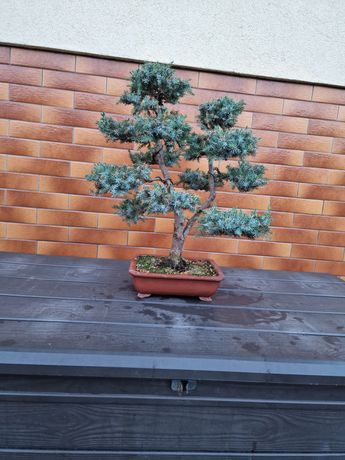 Jałowiec bonsai 15 lat