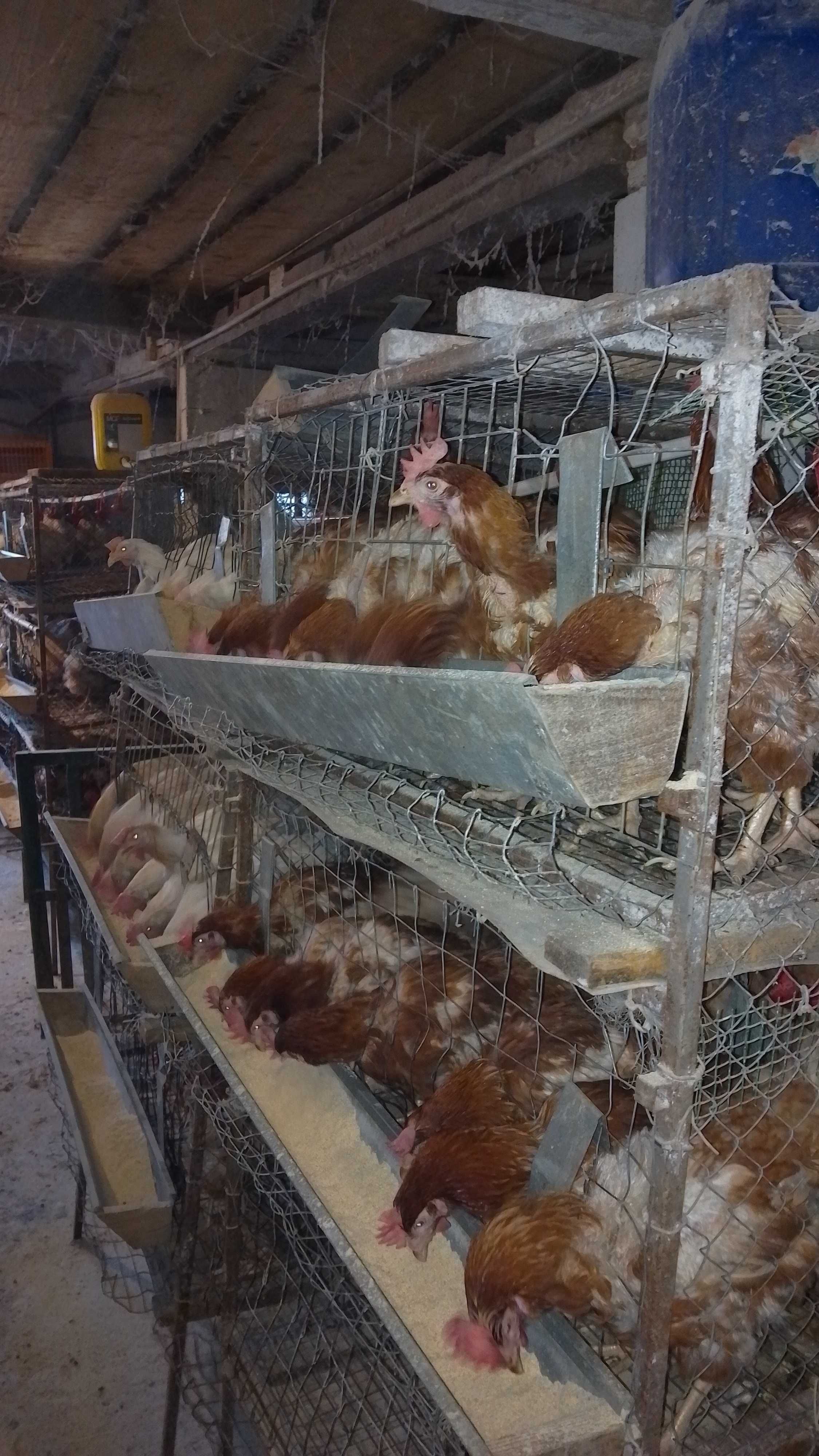 Продаж курей несучок. Можлива безкоштовна доставка.