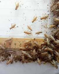 Сверчки, тараканы от 50коп Отправляем, доезжают