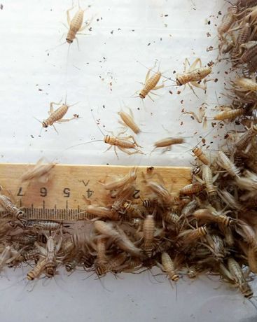 Сверчки, тараканы от 50коп Отправляем, доезжают