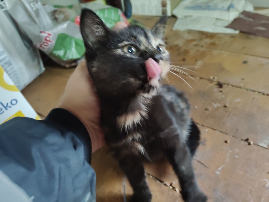 Oddam małe kotki za darmo