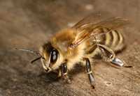 Pszczoły, rodziny z ulami lub bez