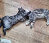 Шотландские котята ( скотиш -страйт)